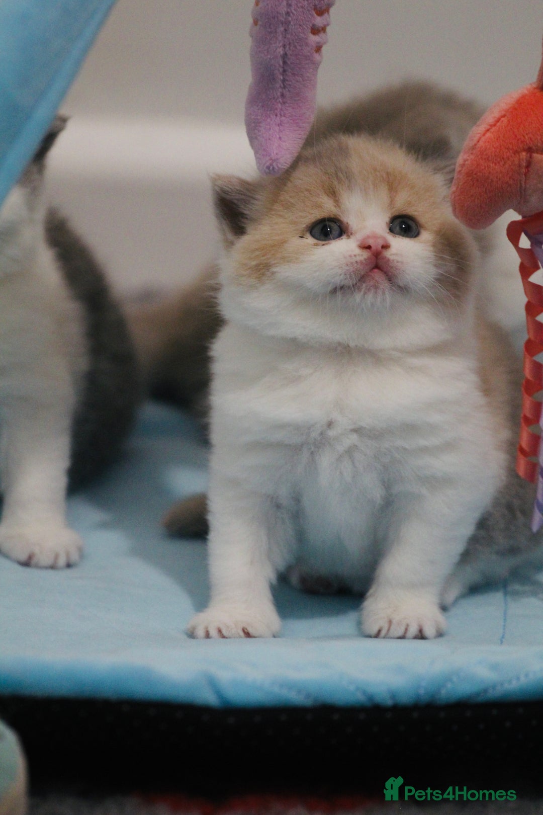 British Shorthair cats for sale: 🐾GCCF Registered British Shorthair Kittens🐾 - Image 9