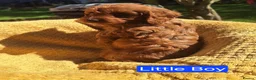 Cockapoo dogs for sale: Chestnut F1 cockapoo boy ready now - Advert 13