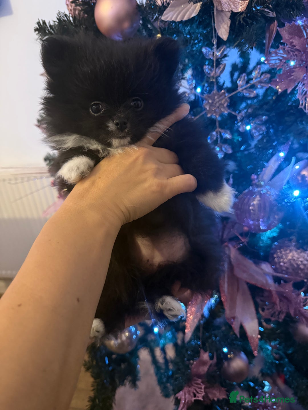 Pomeranian dogs for sale:  Pomeranian puppies  - Advert 2