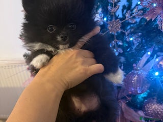 Pomeranian dogs Pomeranian puppies - Advert 14