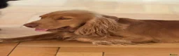 Cocker Spaniel dogs for sale: Show Type Cocker Spaniels in Sandy - Advert 22