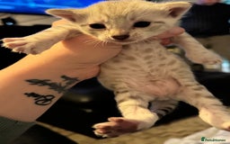 Bengal cats for sale: 2 snow lynx point boys - Tica available   - Image 5