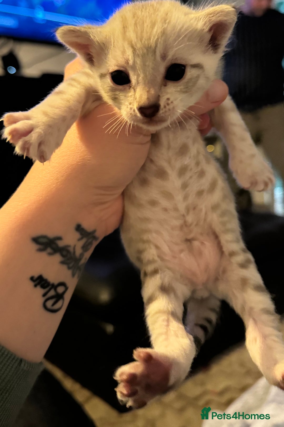 Bengal cats for sale: 2 snow lynx point boys - Tica available   - Image 5