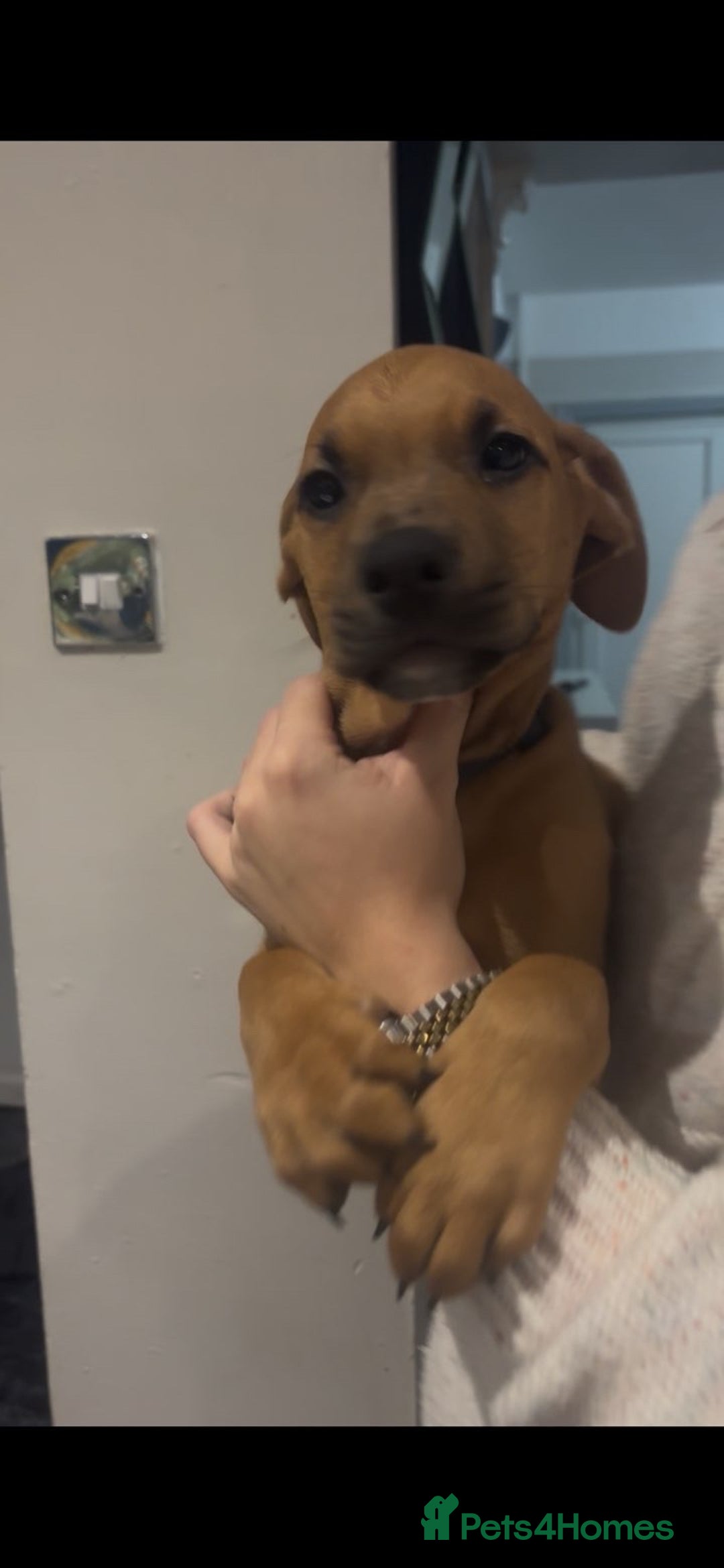 Mixed Breed dogs for sale: Puppy’s available  - Advert 17