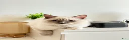 Ragdoll cats for stud: Beautiful purebred Ragdoll for stud  - Advert 5