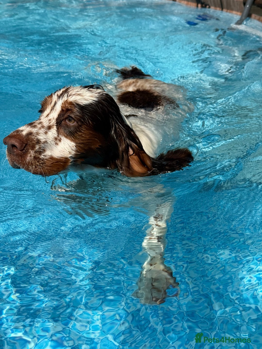 Cocker Spaniel dogs for sale: Lovable well behaved Cocker Spaniel - Image 4