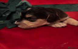 Cockapoo dogs for sale: ⭐️OUTSTANDING, HIGH QUALITY Cockapoo F1B Puppies⭐️ - Advert 31