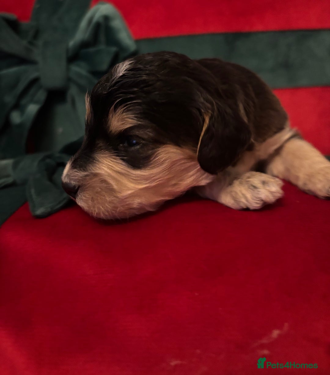 Cockapoo dogs for sale: ⭐️OUTSTANDING, HIGH QUALITY Cockapoo F1B Puppies⭐️ - Advert 31