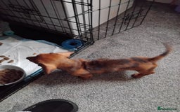 Miniature Dachshund dogs for sale: 2 miniature dachshund available 9 weeks old  - Image 2