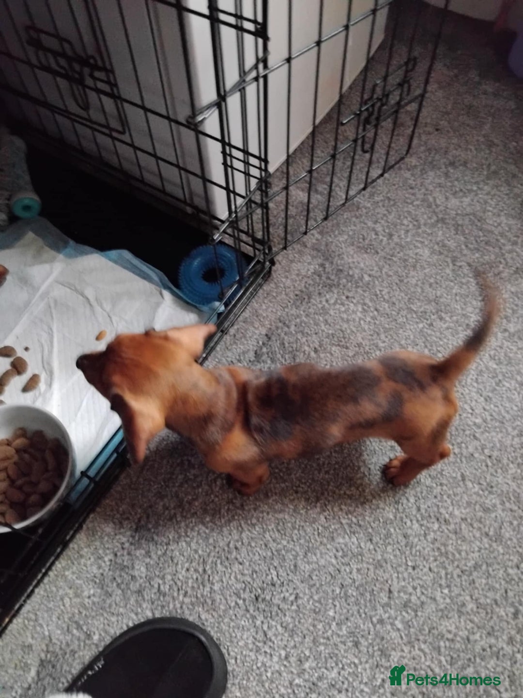 Miniature Dachshund dogs for sale: 2 miniature dachshund available 9 weeks old  - Image 2