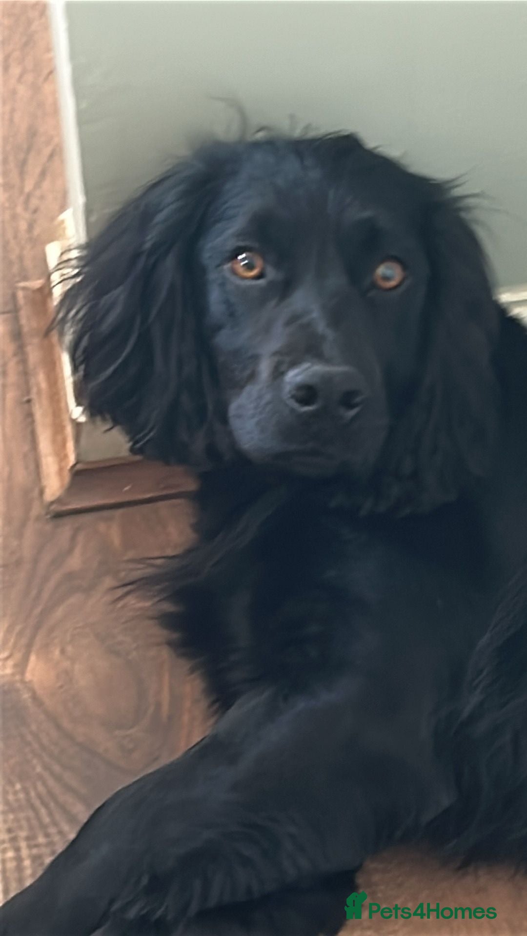 Cocker Spaniel dogs for sale: 1 boy left, ready to find his family now ! - Advert 2