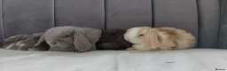 Mini Lop rabbits for sale: Gorgeous Baby Mini Lops for sale - Advert 9