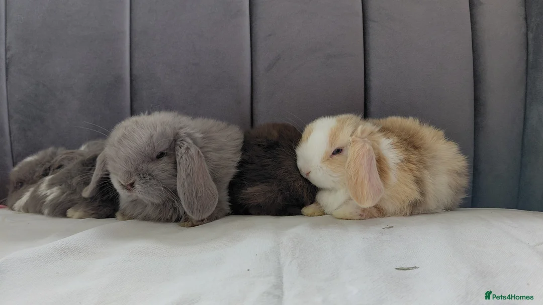Mini Lop rabbits for sale: Gorgeous Baby Mini Lops for sale - Advert 9