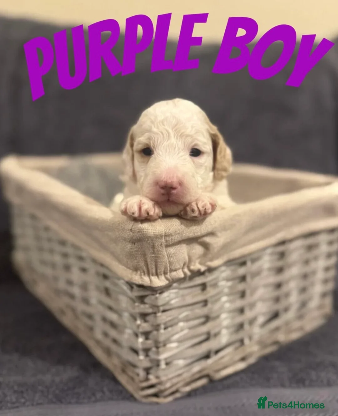 Mixed Breed dogs for sale: Goldendoodle x Cockapoo Puppies (Double Doodles) - Advert 9