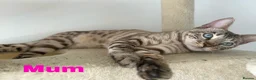 Bengal cats for sale: Snow bengal kittens in Otley - Advert 4