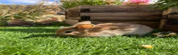 Mini Lop rabbits for sale: Beautiful Mini Lops - Advert 4