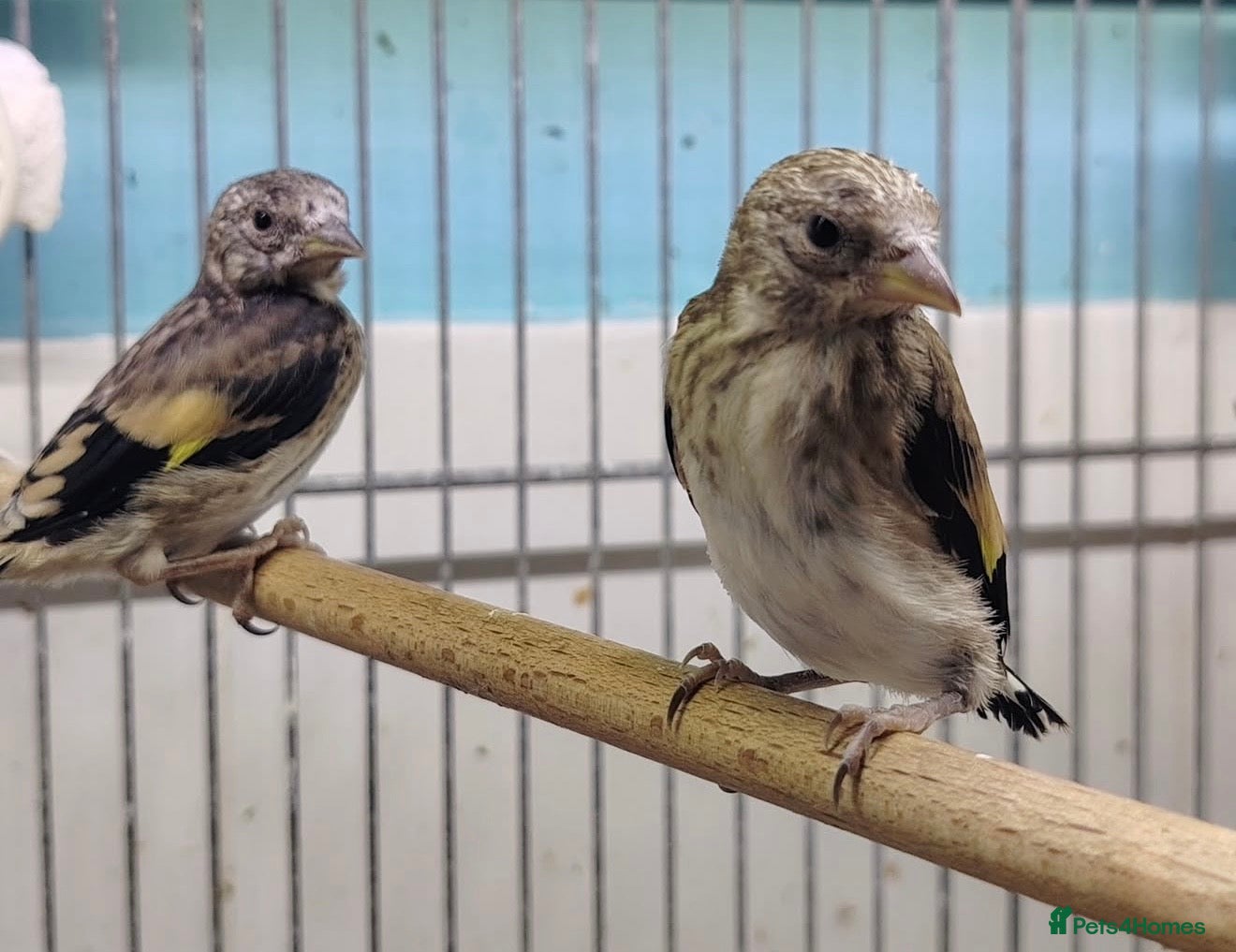 Canaries birds 2024 goldfinch hen  - Advert 8