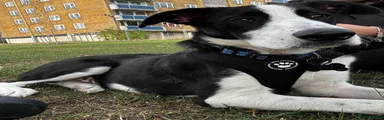 Mixed Breed 1