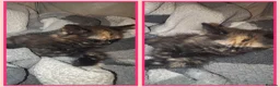 Mixed Breed cats for sale: 2 female kittens for sale  - Advert 3