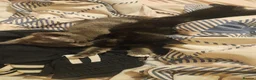Mixed Breed cats for sale: Black female kitten  in Leicester - Advert 2