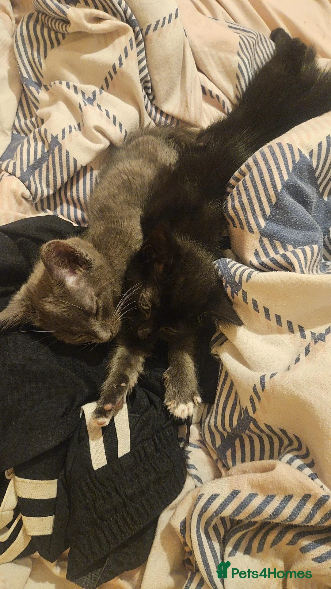 Mixed Breed cats for sale: Black female kitten  in Leicester - Advert 2
