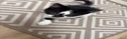 Mixed Breed cats for sale: Kittens for sale  in Luton - Advert 10