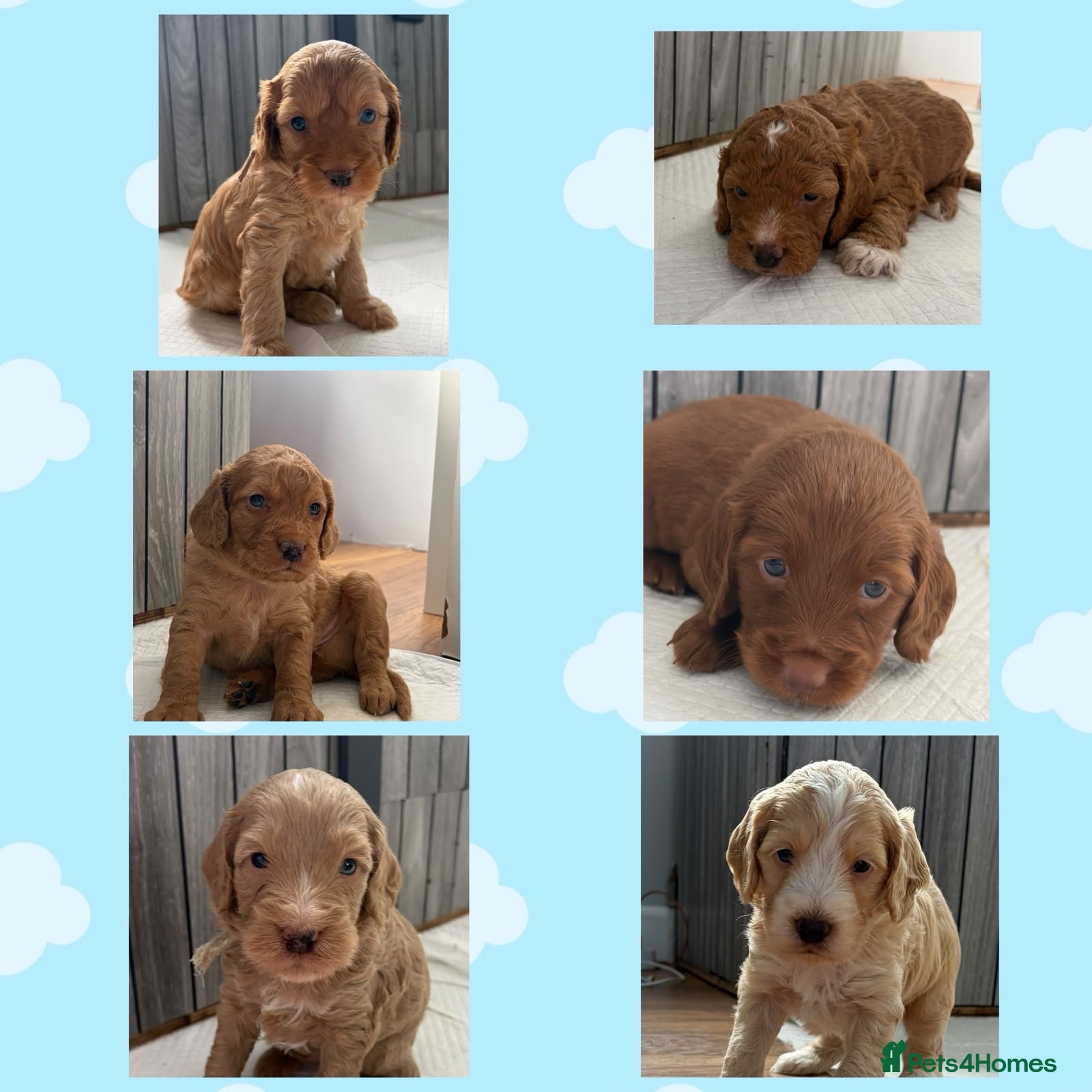 Cockapoo dogs Show quality litter of F2 cockerpoos 🌈 - Advert 17