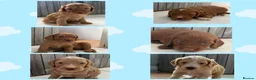 Cockapoo dogs for sale: Show quality litter of F2 cockerpoos 🌈 - Advert 1