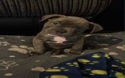 Mixed Breed dogs for sale: Exotic Pocket bully’s 4 males 5 females  - Image 1