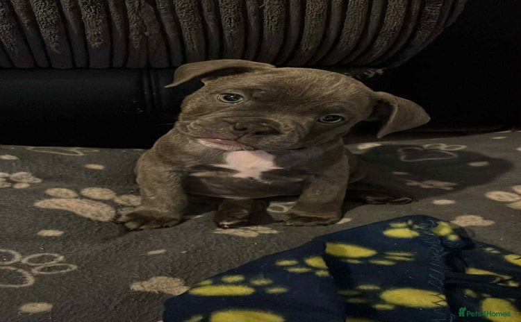 Mixed Breed dogs - Advert 8