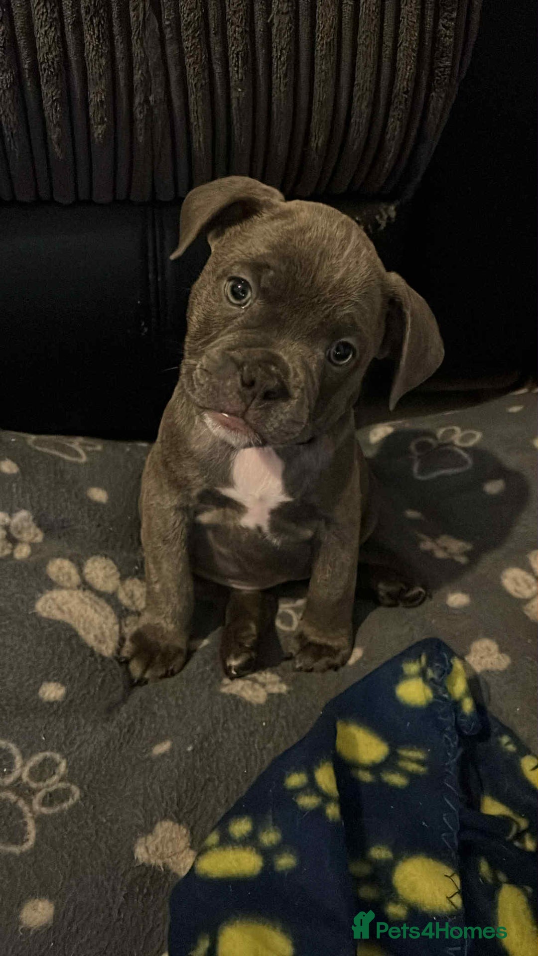 Mixed Breed dogs for sale: Exotic Pocket bully’s 4 males 5 females  - Image 1
