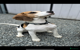 Beagle dogs for sale: Beautiful beagle puppies  - Advert 4