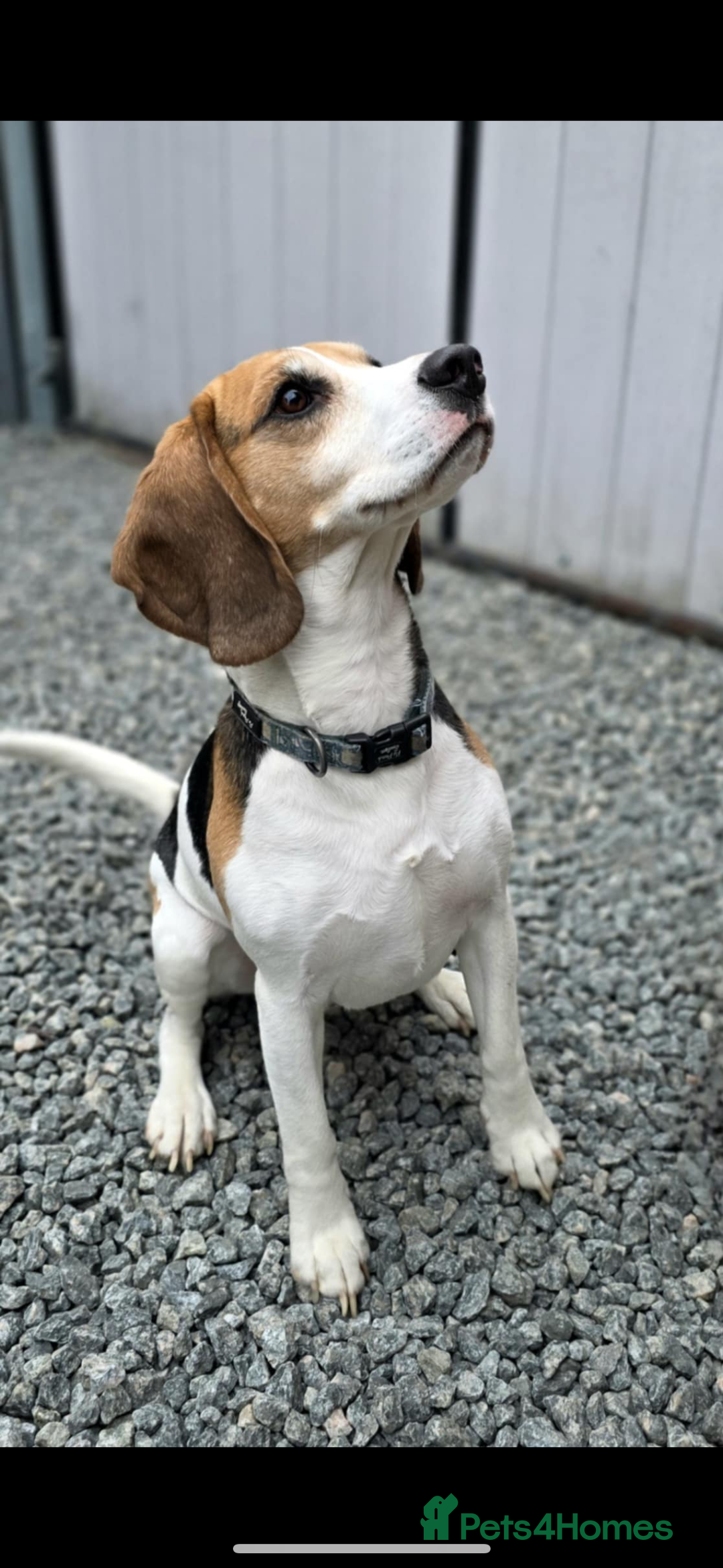 Beagle dogs for sale: Beautiful beagle puppies  - Advert 4