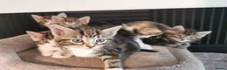 Mixed Breed cats for sale: Extra-cuddly, hand-reared, vet checked kittens  - Advert 10