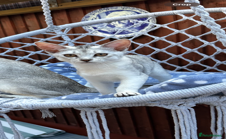 Abyssinian cats - Advert 5