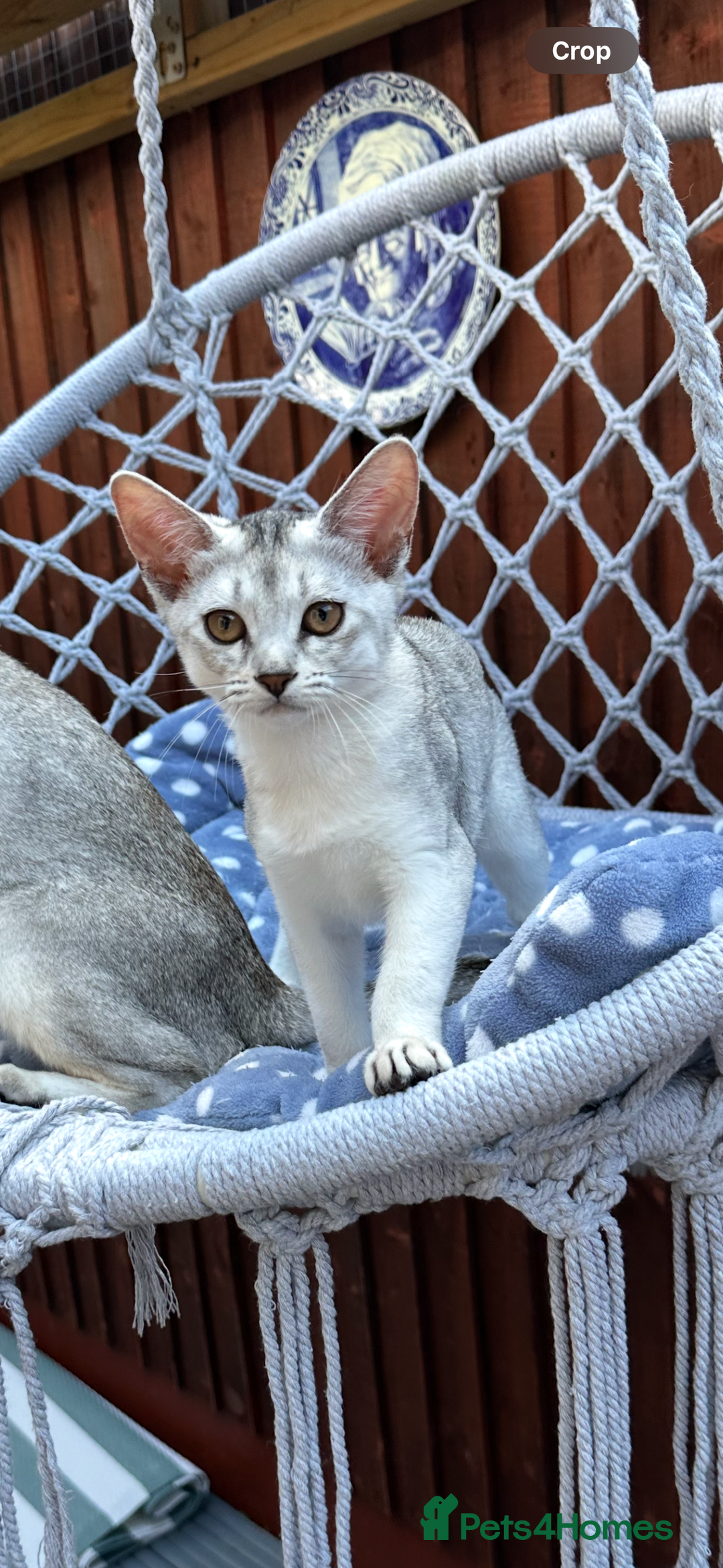 Abyssinian cats for sale: Pedigree Silver Abyssinian kittens left 1 female - Image 2
