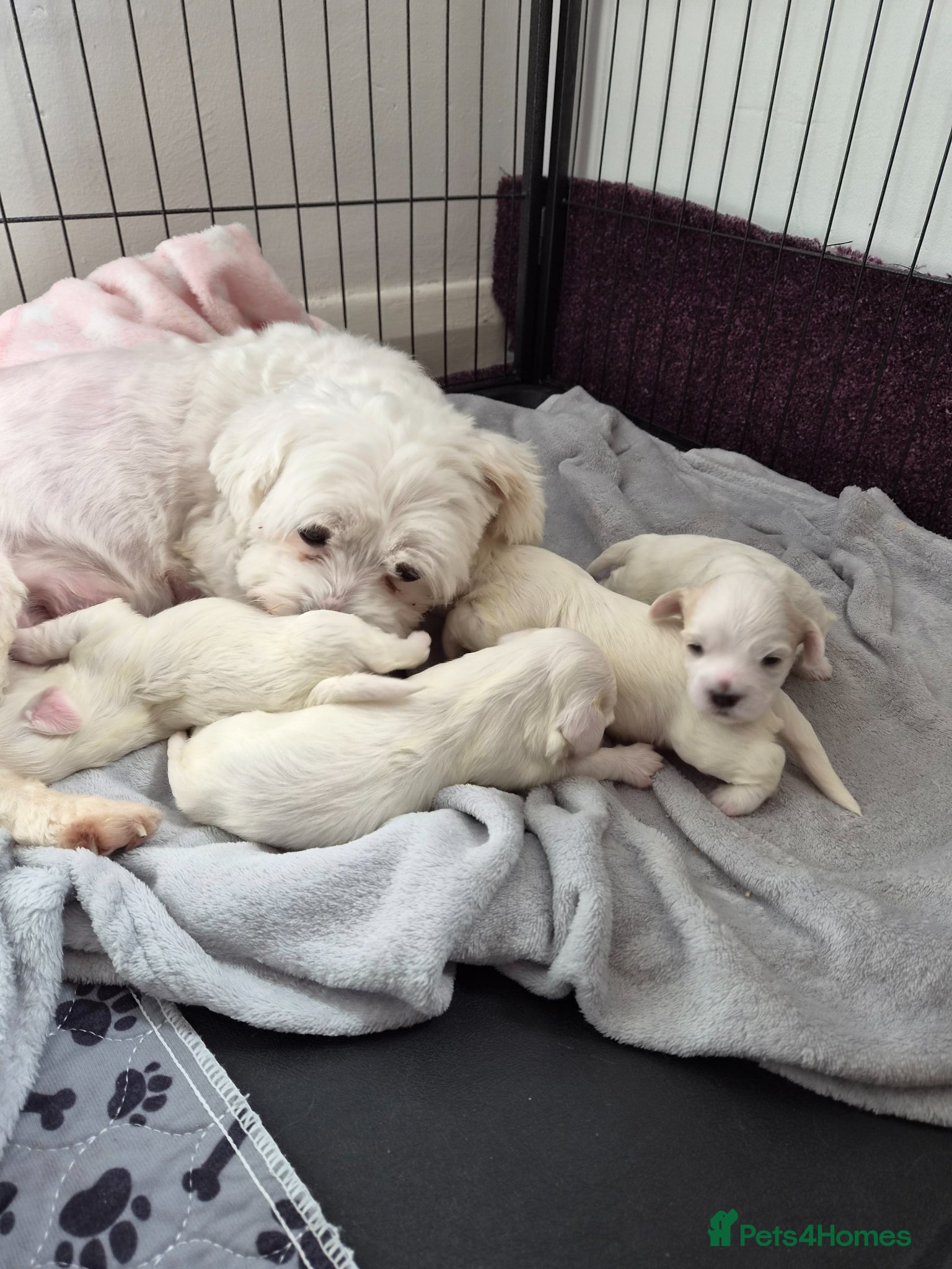 Maltese dogs Beautiful Maltese pupies - Advert 2