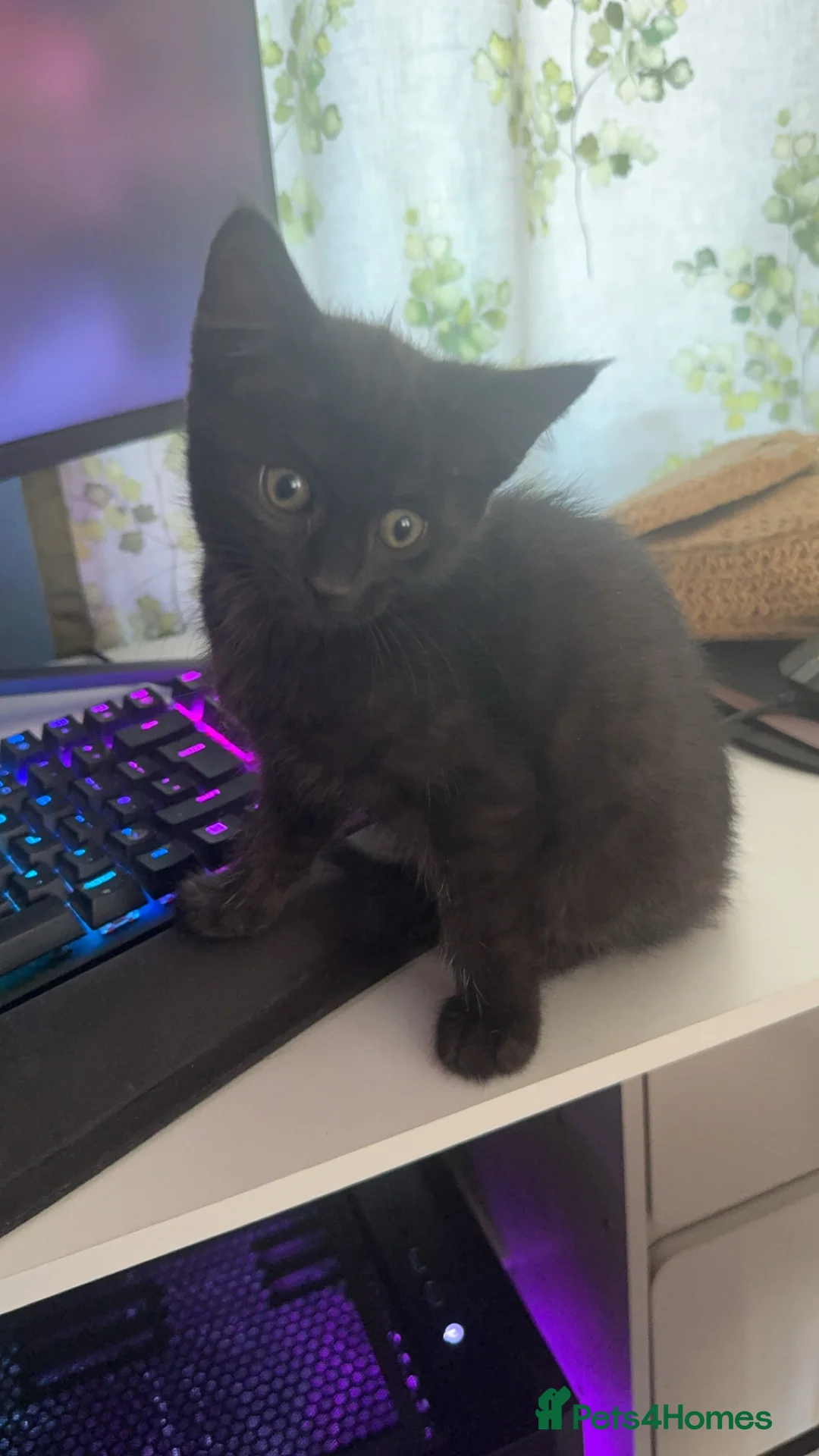 Mixed Breed cats for sale: 3 kittens seeking home - Advert 4