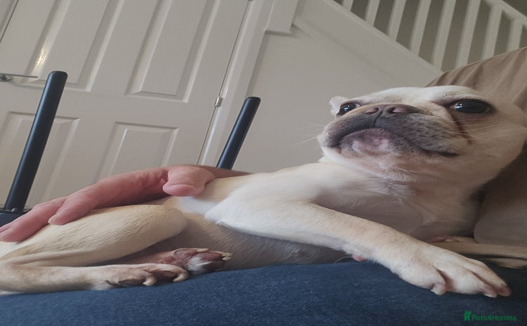 French Bulldog dogs - Advert 1