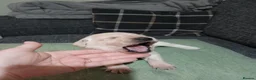 Labrador Retriever dogs for sale: Labrador retriever s in Bedworth - Advert 10