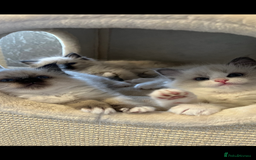 Ragdoll cats for sale: GCCF REGISTERED DNA TESTED PARENTS AND CLEAR  - Image 19