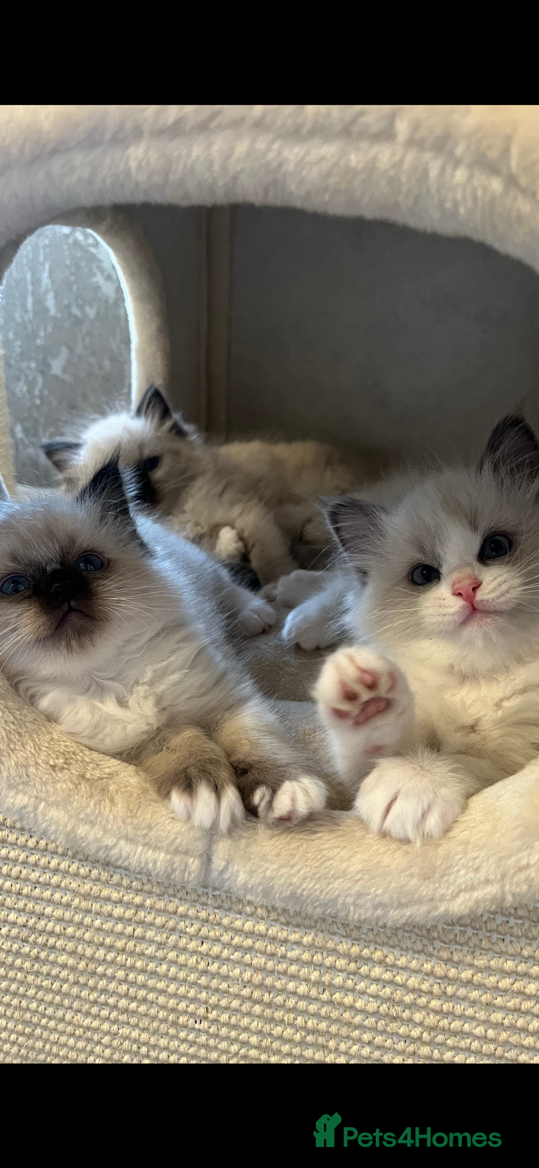 Ragdoll cats for sale: GCCF REGISTERED DNA TESTED PARENTS AND CLEAR  - Image 19
