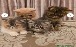 Persian cats for stud: GCCF Active Persian GingerRed cream Garfield stud  in Gerrards Cross - Image 9