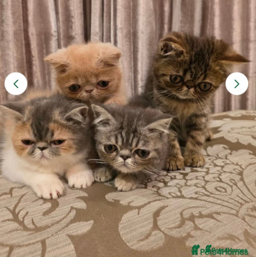 Persian cats for stud: GCCF Active Persian GingerRed cream Garfield stud  in Gerrards Cross - Image 9