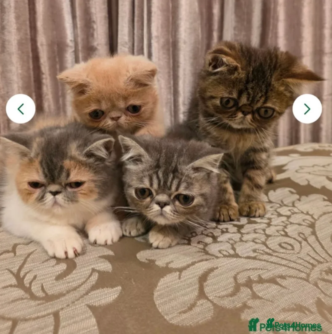 Persian cats for stud: GCCF Active Persian Exotic stud-PKD/PRA&FELV clear in Gerrards Cross - Advert 9