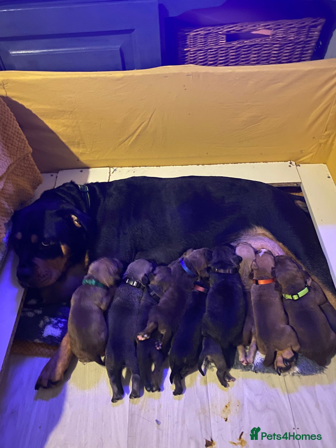 Mixed Breed dogs for sale: Female puppy  - Advert 5