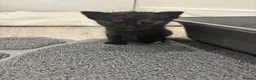 Mixed Breed cats for sale: Beautiful Kittens Looking for Their Forever Homes - Advert 16