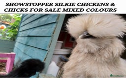 Chickens poultry for sale: JOB LOT COOP, 3 SILKIE HENS+ALL ACCESSORIES  in Colwyn Bay - Image 2