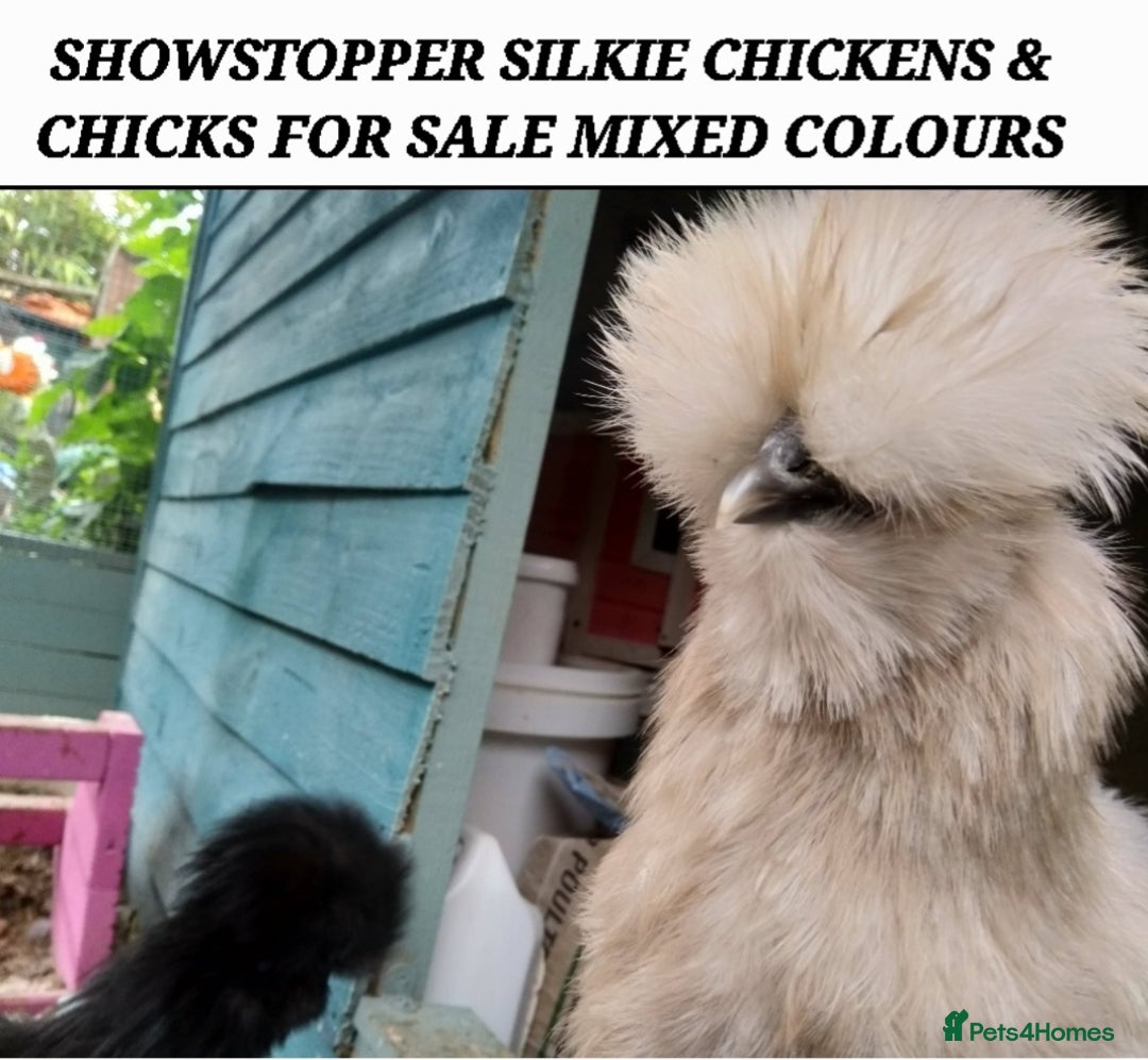 Chickens poultry for sale: JOB LOT COOP, 3 SILKIE HENS+ALL ACCESSORIES  in Colwyn Bay - Image 2