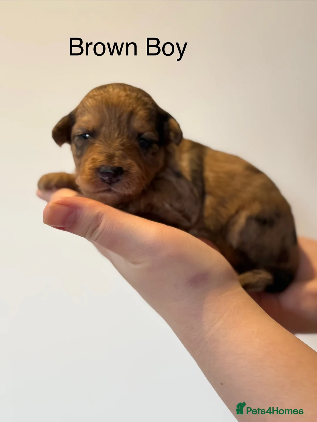 Mixed Breed dogs for sale: Stunning litter of 3/4 Toy Poodle X Welsh Collie - Advert 17